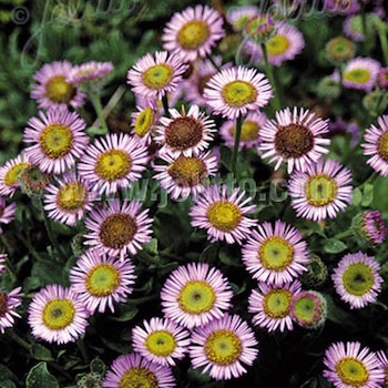 Seaside Daisy