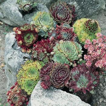 Sempervivum