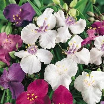 Spiderwort