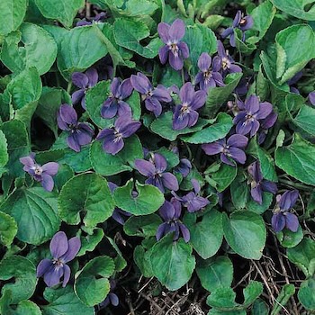 Sweet Violet