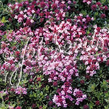 Thyme