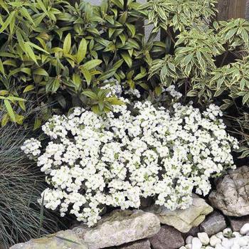 Wall Rockcress