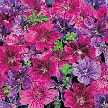 Zebra Hollyhock