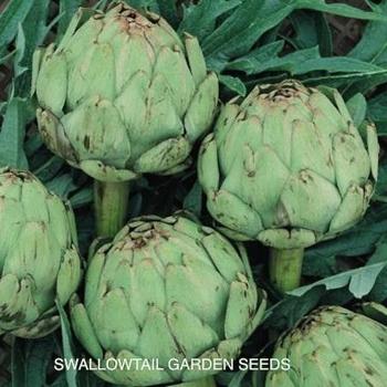 Artichoke