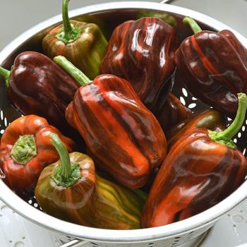 Bell Pepper