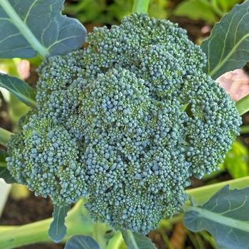 Broccoli