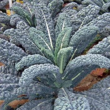 Kale