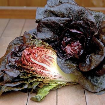 Loose-Leaf Lettuce