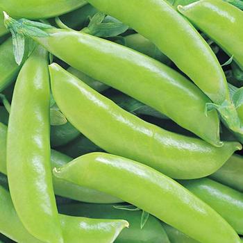 Pea
