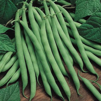 Pole Bean