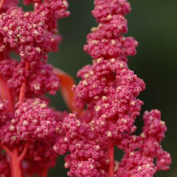 Quinoa
