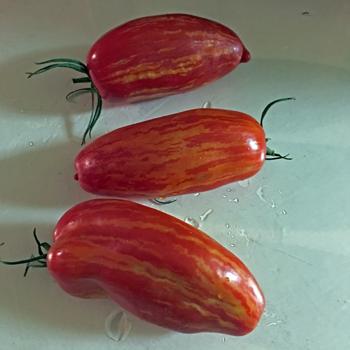 Sauce Tomato