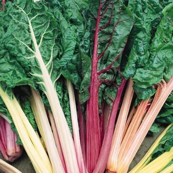 Chard