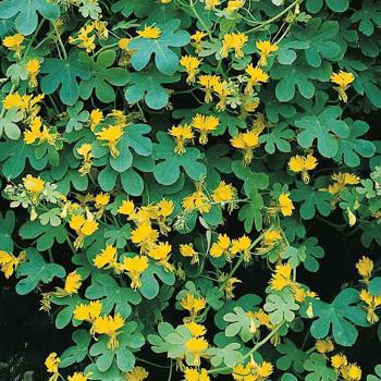 Canary Bird Vine