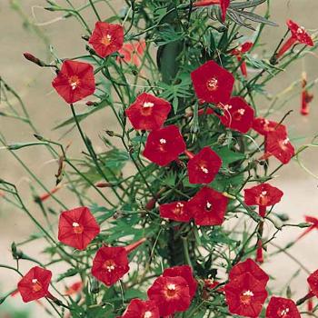 Cardinal Climber