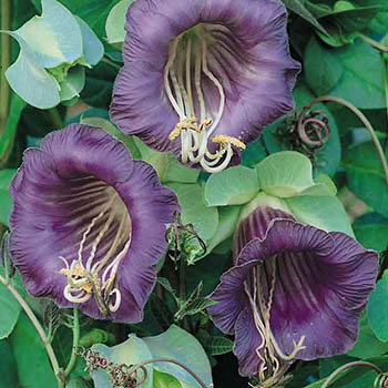 Cup and Saucer Vine