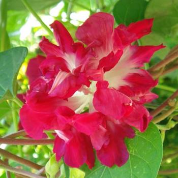 Morning Glory