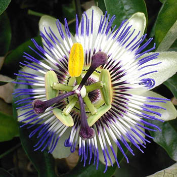 Passion Vine