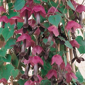 Purple Bell Vine