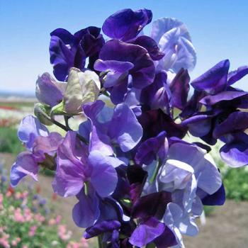 Sweet Pea